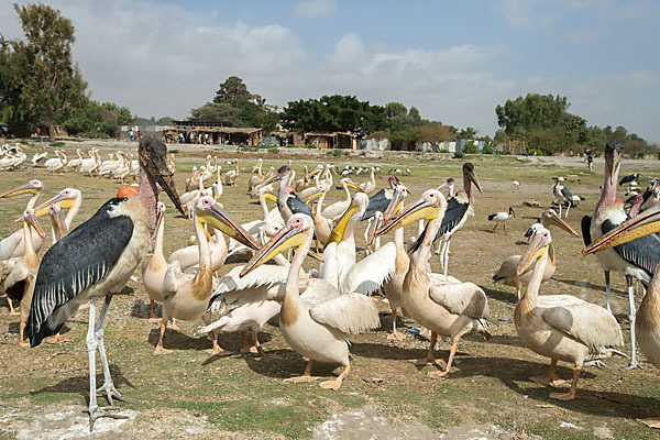 Marabu (Leptoptilos crumiferus)