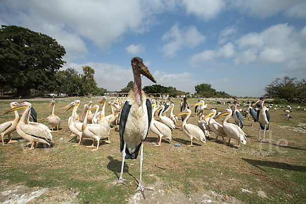 Marabu (Leptoptilos crumiferus)