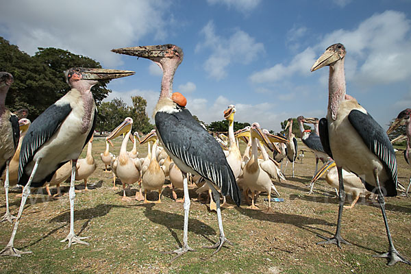 Marabu (Leptoptilos crumiferus)