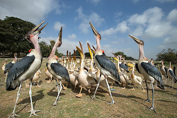 Marabu (Leptoptilos crumiferus)