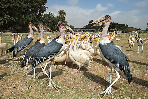 Marabu (Leptoptilos crumiferus)