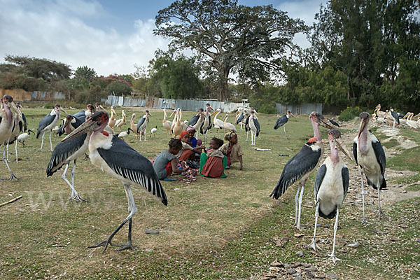 Marabu (Leptoptilos crumiferus)