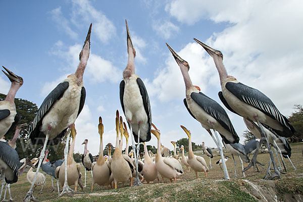 Marabu (Leptoptilos crumiferus)