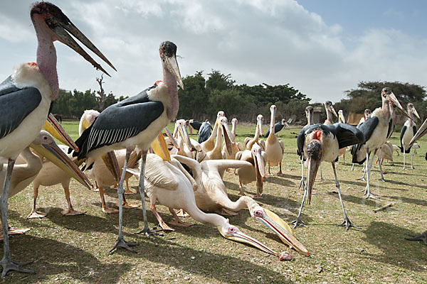 Marabu (Leptoptilos crumiferus)