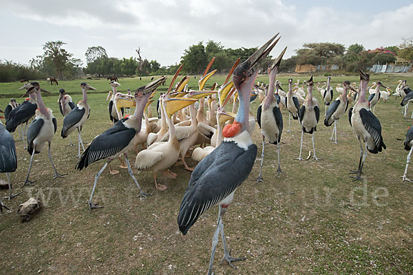 Marabu (Leptoptilos crumiferus)