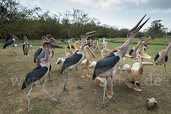 Marabu (Leptoptilos crumiferus)