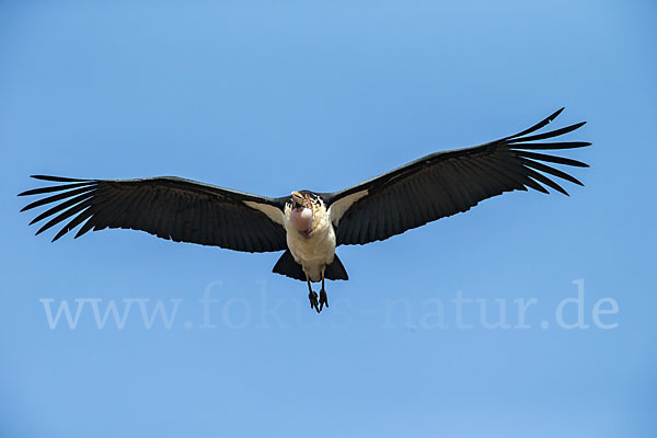 Marabu (Leptoptilos crumiferus)