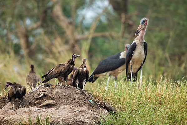 Marabu (Leptoptilos crumiferus)