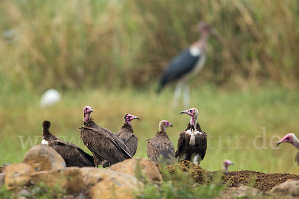 Marabu (Leptoptilos crumiferus)