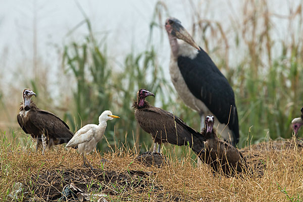 Marabu (Leptoptilos crumiferus)