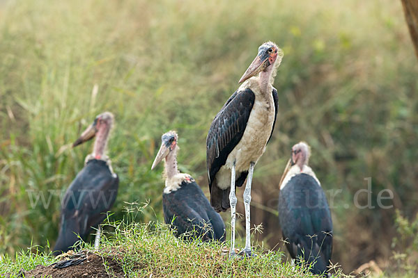 Marabu (Leptoptilos crumiferus)