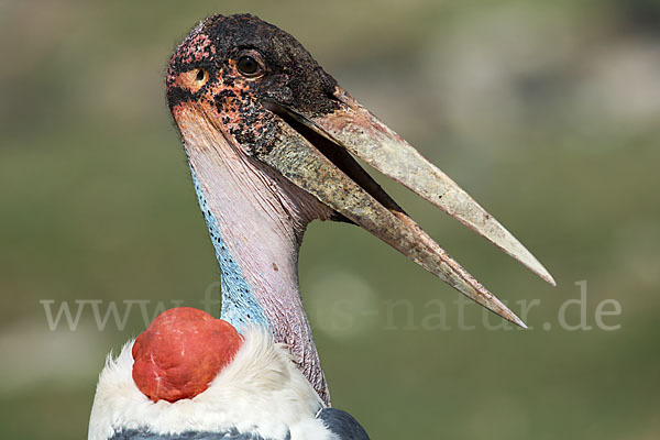 Marabu (Leptoptilos crumiferus)