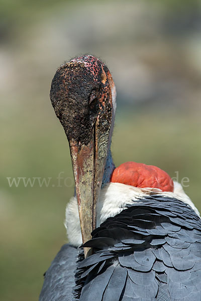 Marabu (Leptoptilos crumiferus)