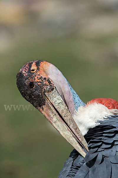 Marabu (Leptoptilos crumiferus)