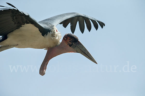 Marabu (Leptoptilos crumiferus)