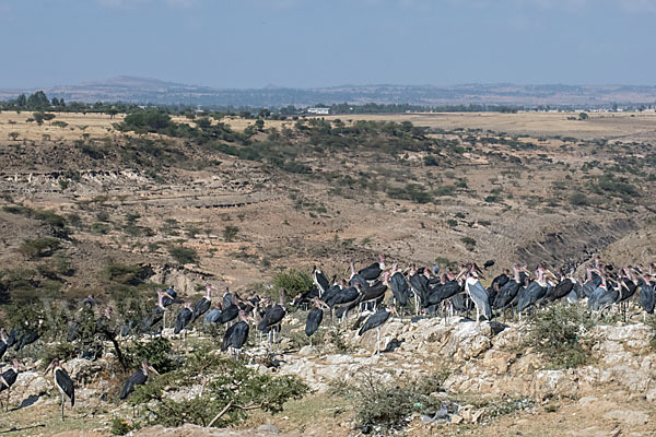 Marabu (Leptoptilos crumiferus)