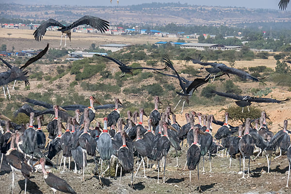 Marabu (Leptoptilos crumiferus)