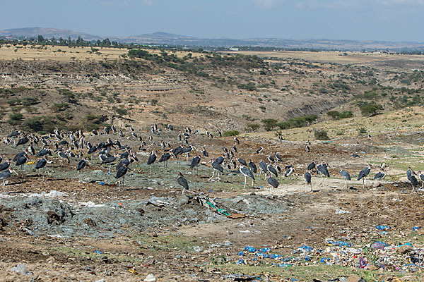 Marabu (Leptoptilos crumiferus)