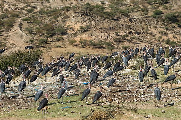 Marabu (Leptoptilos crumiferus)