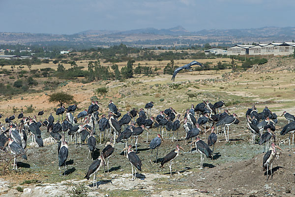 Marabu (Leptoptilos crumiferus)