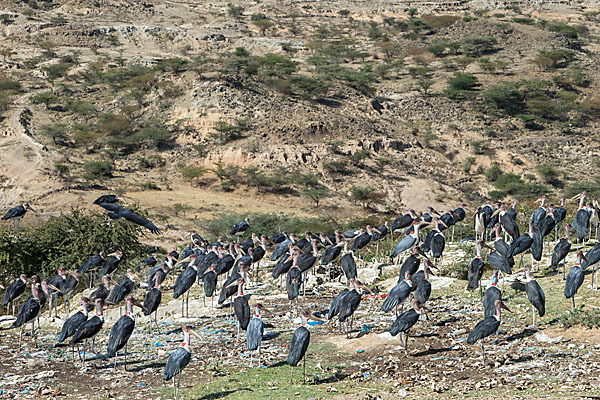 Marabu (Leptoptilos crumiferus)