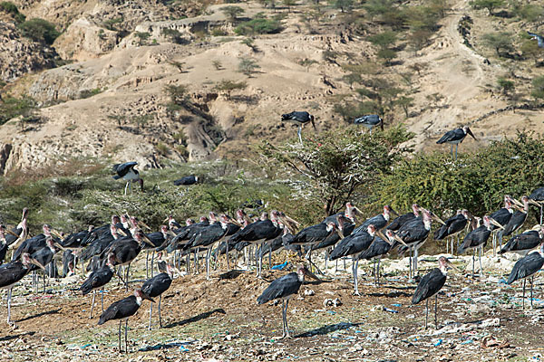 Marabu (Leptoptilos crumiferus)