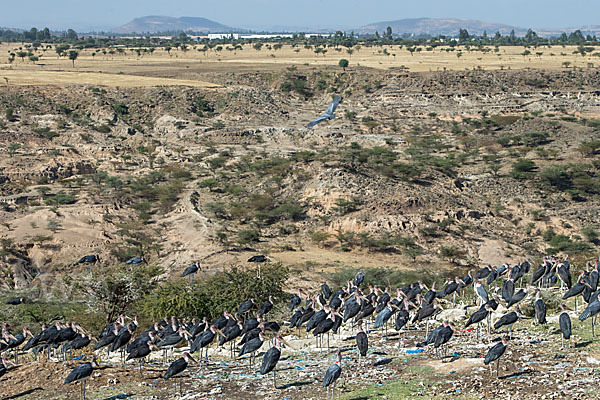 Marabu (Leptoptilos crumiferus)