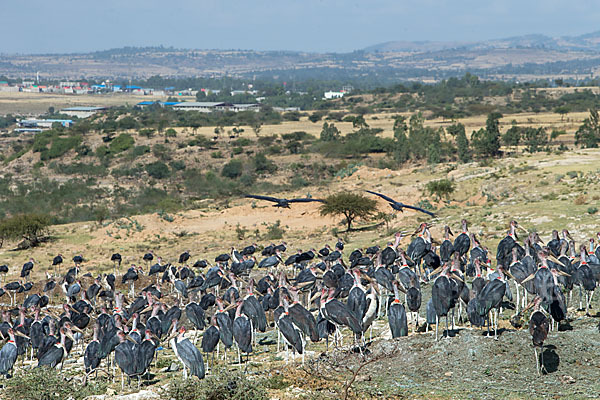 Marabu (Leptoptilos crumiferus)