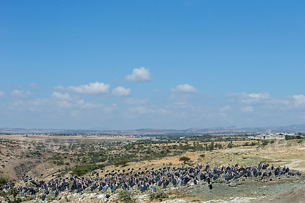 Marabu (Leptoptilos crumiferus)