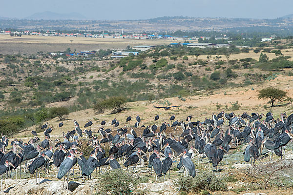 Marabu (Leptoptilos crumiferus)