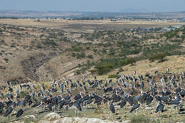 Marabu (Leptoptilos crumiferus)