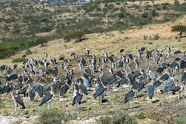 Marabu (Leptoptilos crumiferus)