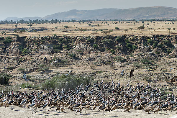 Marabu (Leptoptilos crumiferus)