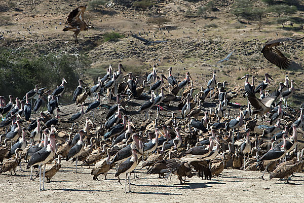 Marabu (Leptoptilos crumiferus)