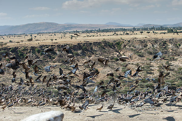 Marabu (Leptoptilos crumiferus)