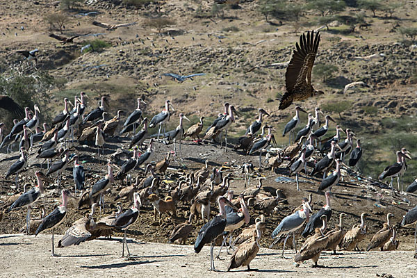 Marabu (Leptoptilos crumiferus)