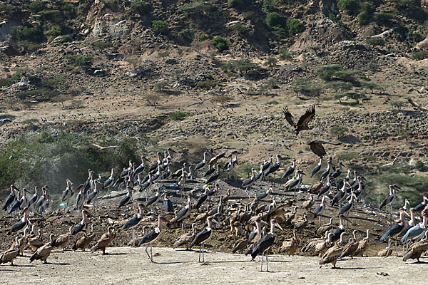 Marabu (Leptoptilos crumiferus)