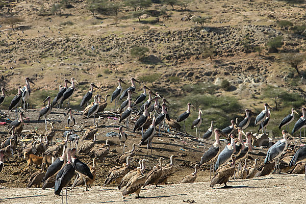 Marabu (Leptoptilos crumiferus)