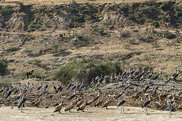 Marabu (Leptoptilos crumiferus)