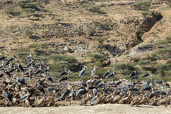 Marabu (Leptoptilos crumiferus)