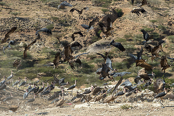 Marabu (Leptoptilos crumiferus)