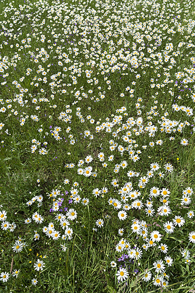 Margerite (Leucanthemum vulgare)