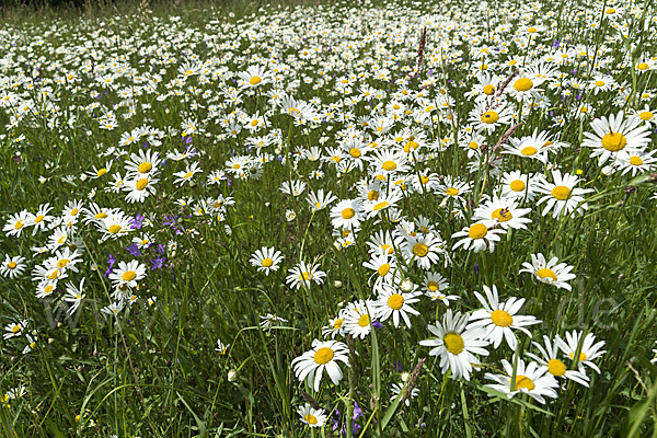 Margerite (Leucanthemum vulgare)