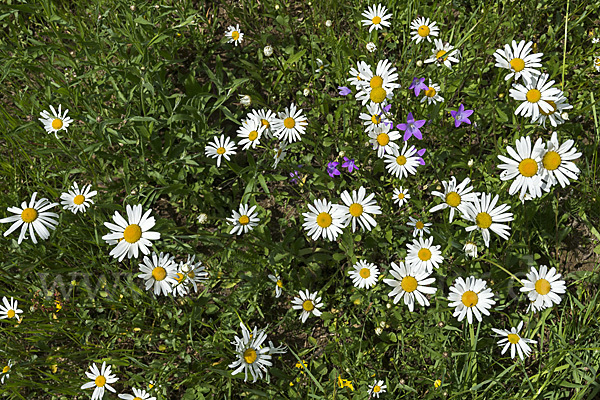 Margerite (Leucanthemum vulgare)