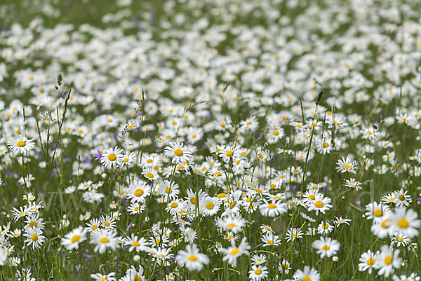 Margerite (Leucanthemum vulgare)