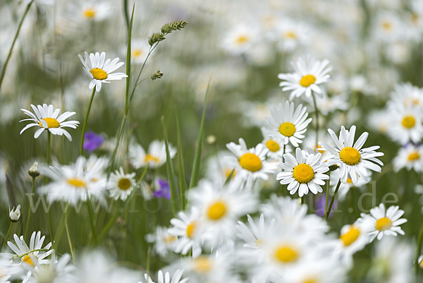 Margerite (Leucanthemum vulgare)