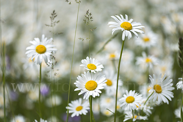 Margerite (Leucanthemum vulgare)