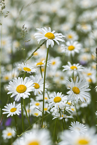 Margerite (Leucanthemum vulgare)