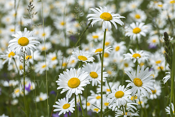 Margerite (Leucanthemum vulgare)