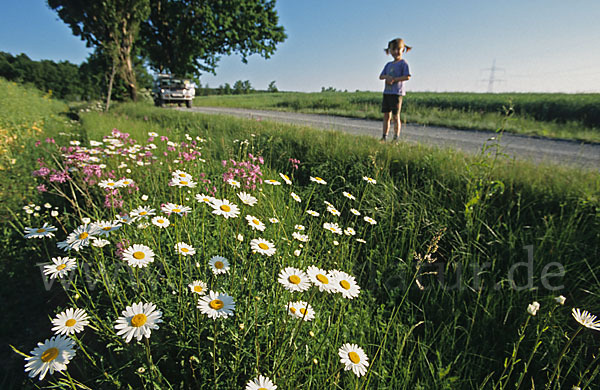 Margerite (Leucanthemum vulgare)